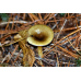 Мицелий Гигрофора бурого / Гигрофор поздний (Hygrophorus hypothejus)